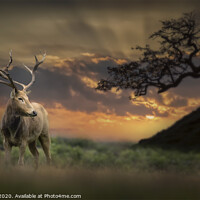 Buy canvas prints of The king at sunset by Paul James