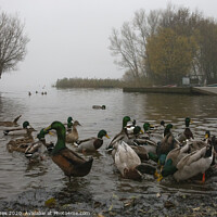 Buy canvas prints of The ducks and the flood by Paul James