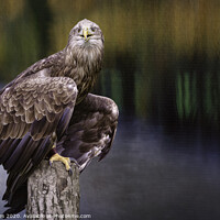 Buy canvas prints of Eagle in the park by Paul James