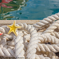 Buy canvas prints of detail of a rope for mooring with two sea starfish by daniele mattioda