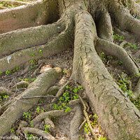 Buy canvas prints of the multiple roots of a tree by daniele mattioda