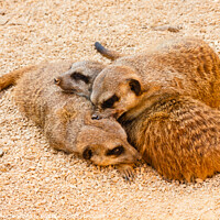 Buy canvas prints of  three meerkats from kalahari by daniele mattioda