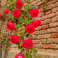 Buy canvas prints of  a roses climb on a brick wall by daniele mattioda
