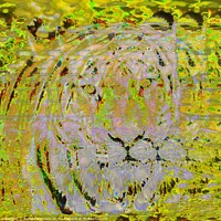 Buy canvas prints of Glitch art on siberian tiger by daniele mattioda