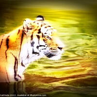 Buy canvas prints of MOTION COLOR of siberian tiger by daniele mattioda