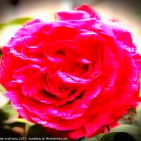 Buy canvas prints of MOTION COLOR of a rose by daniele mattioda