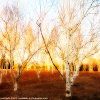 Buy canvas prints of EFFECT ORTON on expanse of birch trees in a field  by daniele mattioda