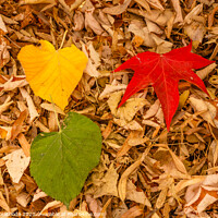 Buy canvas prints of three leaves of red, yellow and green on a carpet  by daniele mattioda