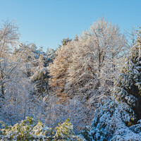 Buy canvas prints of  a white winter landscape by daniele mattioda