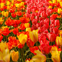 Buy canvas prints of the blossoming of tulips in a park by daniele mattioda
