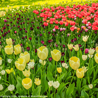 Buy canvas prints of the blossoming of tulips in a park by daniele mattioda