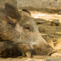 Buy canvas prints of close-up of a wild boar by daniele mattioda