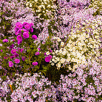 Buy canvas prints of a set of wild purple, lilac and white flowers by daniele mattioda