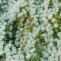 Buy canvas prints of a bush of white  spirea flowers by daniele mattioda