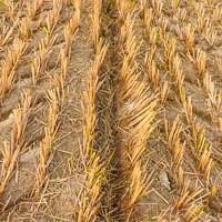Buy canvas prints of wheat field in autumn by daniele mattioda