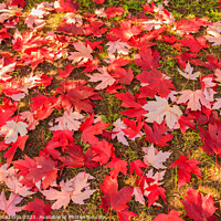 Buy canvas prints of chromatic magic of the autumn by daniele mattioda