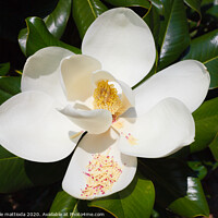 Buy canvas prints of close-up of white flower of magnolia grandiflora by daniele mattioda