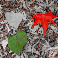 Buy canvas prints of two leaves of red, and green on a carpet of dry le by daniele mattioda