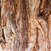 Buy canvas prints of close-up of a sequoia by daniele mattioda