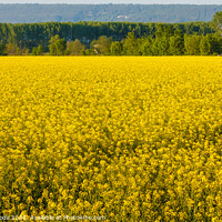 Buy canvas prints of a field of yellow rapeseed flowers illuminated by  by daniele mattioda