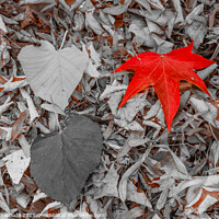 Buy canvas prints of a leaf of red color, on a carpet of dry leaves by daniele mattioda