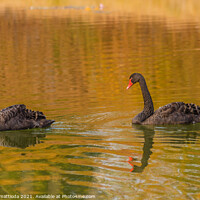 Buy canvas prints of a rare exemplary of black swan exsisting in Italy by daniele mattioda