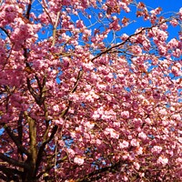 Buy canvas prints of Cherry Blossom tree by Michele Davis