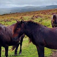 Buy canvas prints of Dartmoor Ponies by Michele Davis