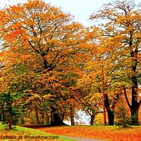 Buy canvas prints of Autumn Trees Preston by Michele Davis