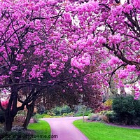 Buy canvas prints of Cherrry Blossoms, Avenham & Miller Park by Michele Davis