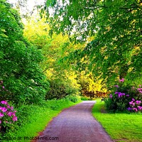 Buy canvas prints of Cuerden Valley Park Rhododendrons by Michele Davis