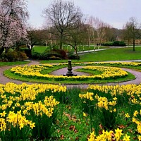 Buy canvas prints of Daffodils Avenham and Miller Park by Michele Davis