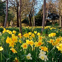 Buy canvas prints of Daffodils Stanley Park, Blackpool by Michele Davis