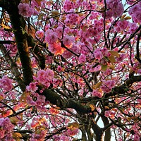 Buy canvas prints of Sunlit Cherry Blossom by Michele Davis