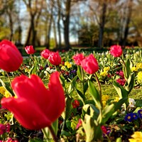 Buy canvas prints of Tulips Stanley Park by Michele Davis