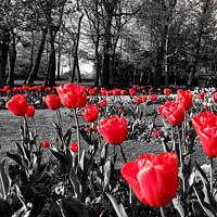 Buy canvas prints of Tulips Stanley Park by Michele Davis