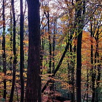 Buy canvas prints of Autumn Trees, Forest of Bowland  by Michele Davis