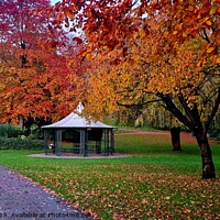 Buy canvas prints of Autumn, Avenham and Miller Park by Michele Davis