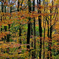 Buy canvas prints of Autumn Trees, Forest of Bowland by Michele Davis