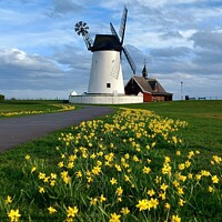 Buy canvas prints of Daffodils, Lytham Windmill  by Michele Davis