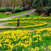 Buy canvas prints of Daffodils Avenham and Miller Park by Michele Davis