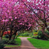 Buy canvas prints of Cherrry Blossoms, Avenham & Miller Park  by Michele Davis