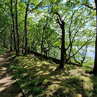 Anglezarke Reservoir Woodland