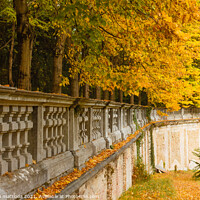 Buy canvas prints of a colorful autumnal underwood by susanna mattioda