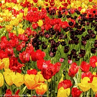 Buy canvas prints of PENCIL SKETCH EFFECT of tulips by susanna mattioda
