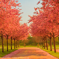 Buy canvas prints of an avenue of blooming cherry trees in a garden by susanna mattioda
