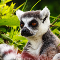 Buy canvas prints of close-up  of a lemur of Madagascar by susanna mattioda