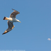 Buy canvas prints of a seagull  in flight seems to hit the moon by susanna mattioda