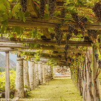 Buy canvas prints of agricultural architecture of vineyards in Carema , by susanna mattioda