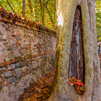 Buy canvas prints of A tree  with cavity  carved by the woodpeckers by susanna mattioda